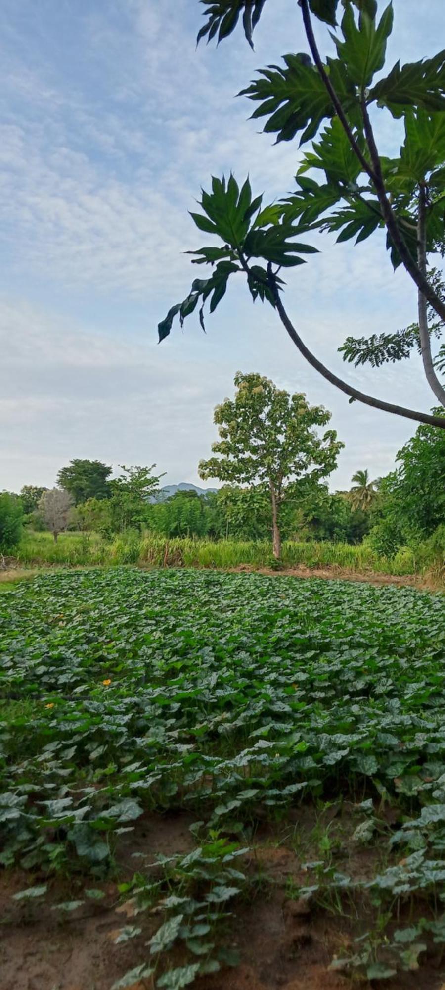 Gimhana Homestay Sigiriya Eksteriør billede